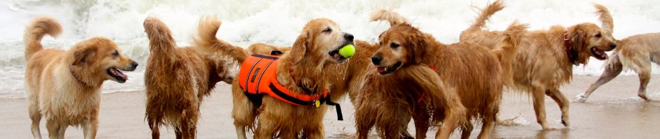 Deweys Golden Jubilee